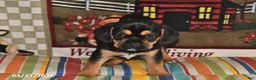 Puggle dogs for sale: Ollie - Ad 5