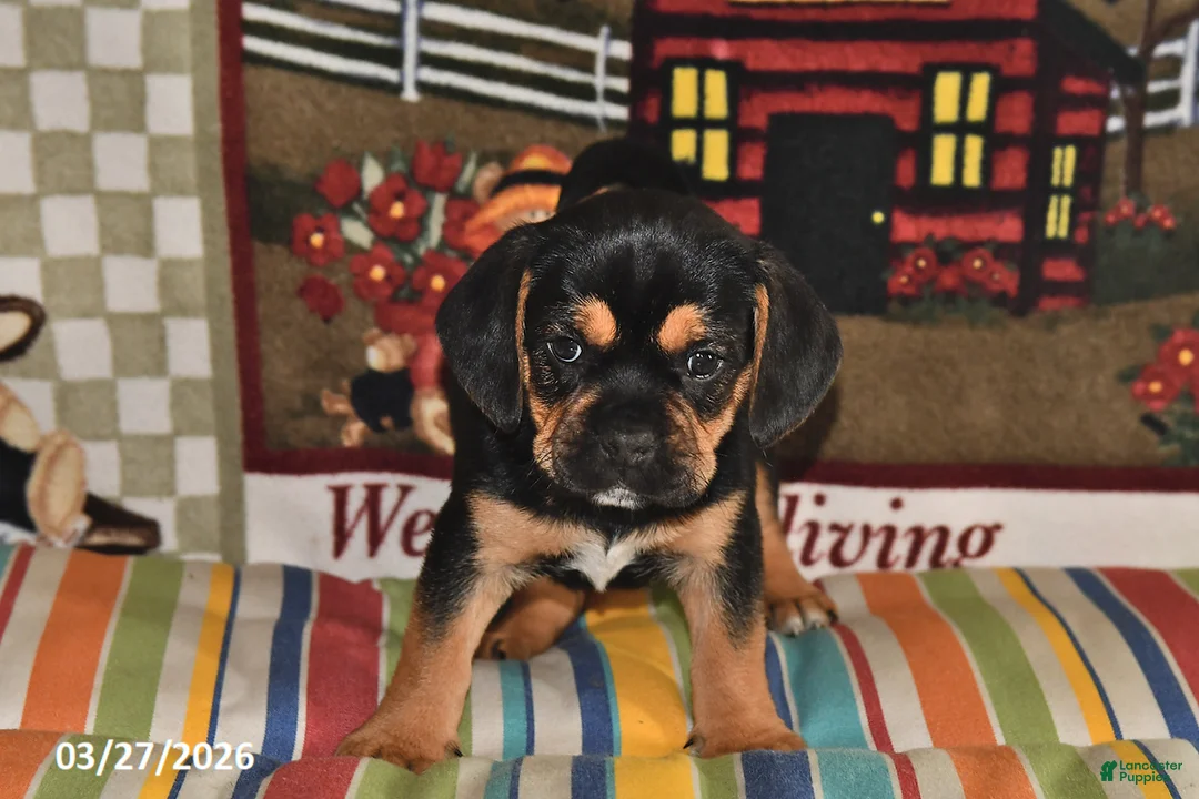 Puggle dogs for sale: Ollie - Ad 5