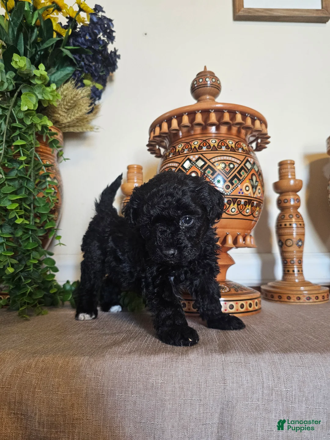Mini Goldendoodle dogs for sale: Rosie - Ad 2