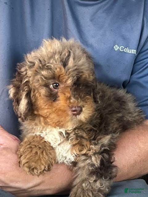 Mini Aussiedoodle dogs Trifle Mini Aussiedoodle  - Ad 2