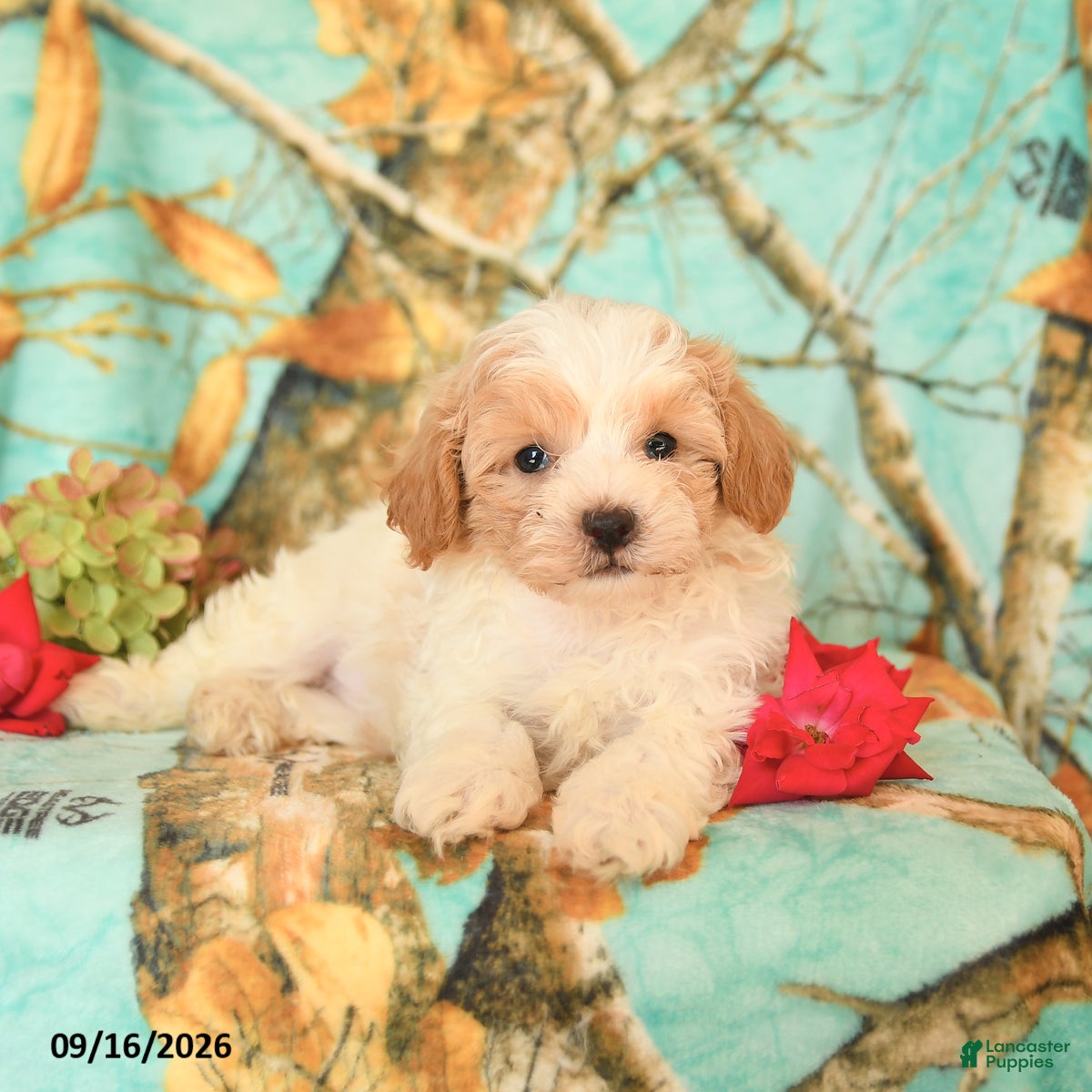 Maltipoo dogs Harvey - Ad 2