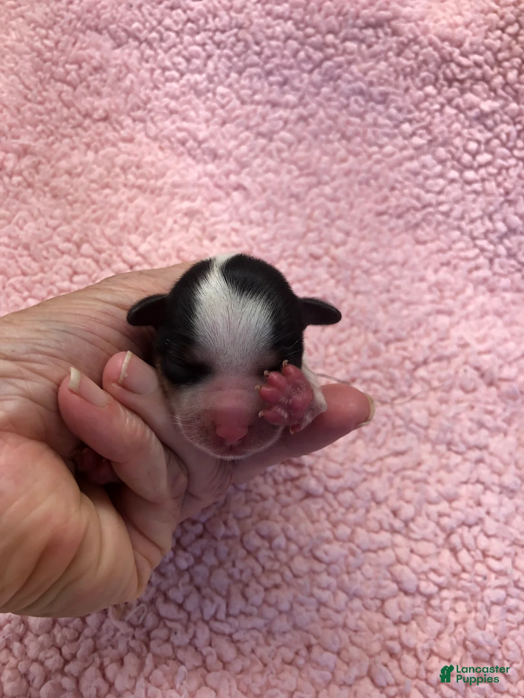Yorkshire Terrier dogs for sale: Teacup Bunny  - Ad 9