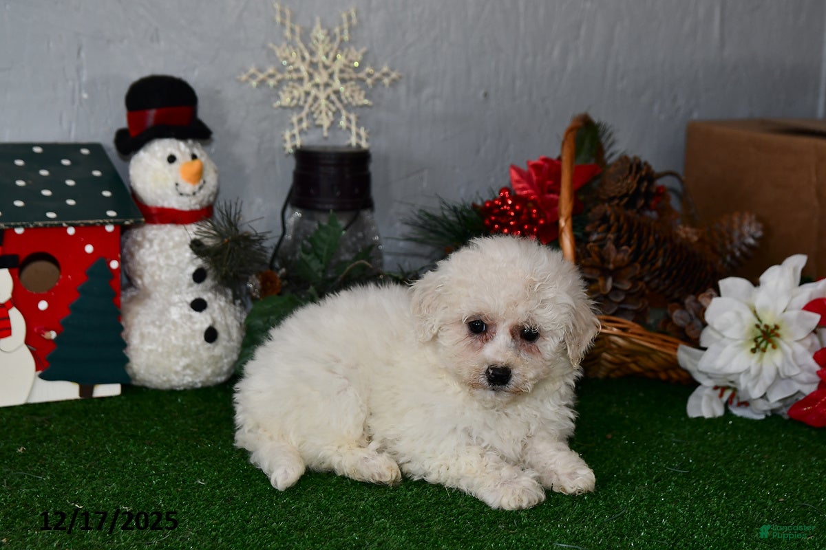 Bichpoo dogs Bobbie - Ad 2