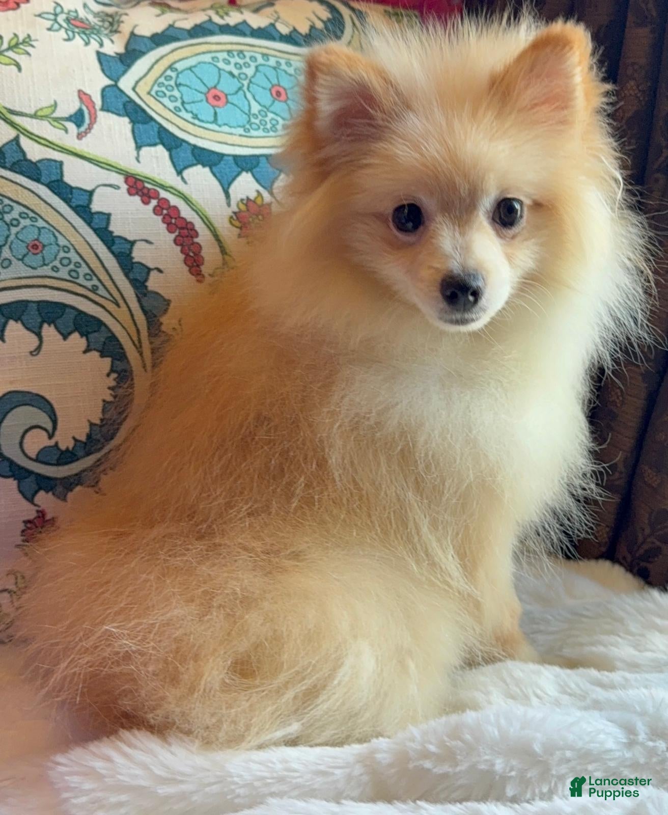 Pomeranian dogs Pomeranian Puppy 1 - Ad 39