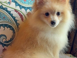 Pomeranian dogs Pomeranian Puppy 1 - Ad 39