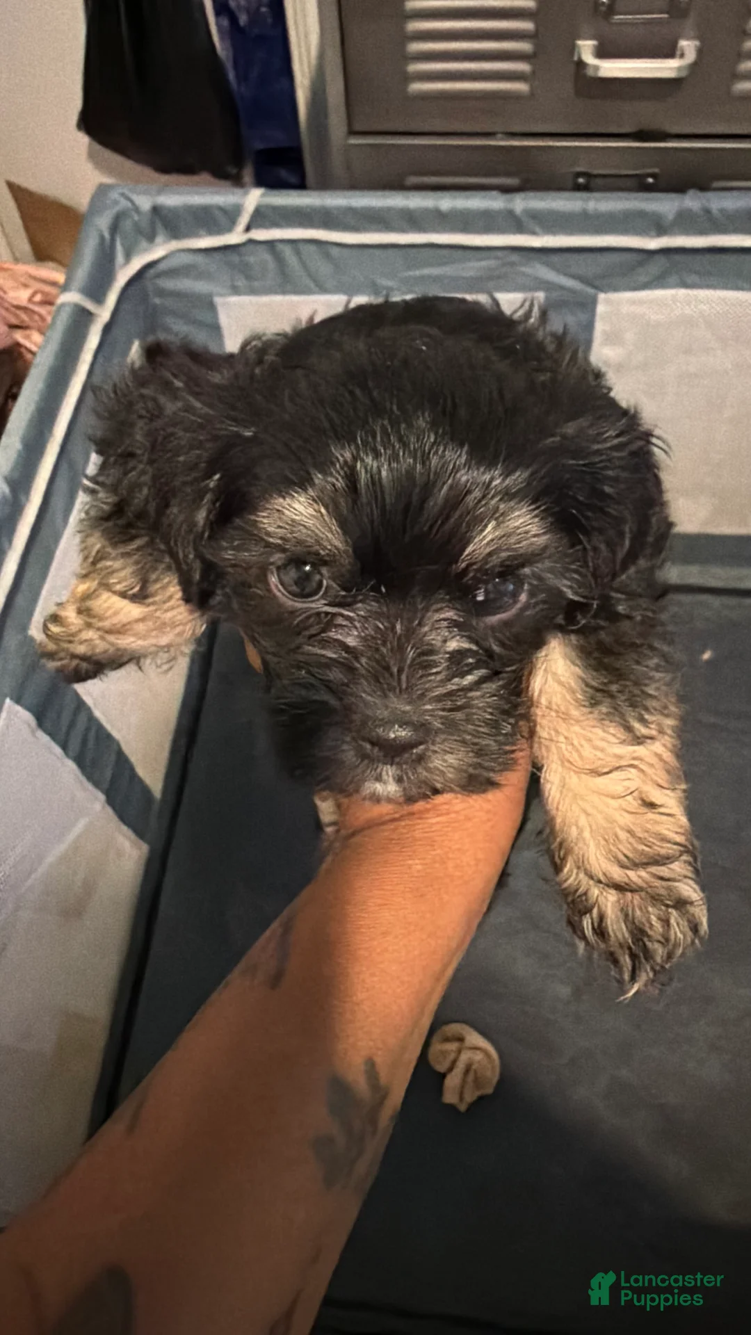 Mixed Breed dogs for sale: Mixed Breed Puppy 1 - Ad 19