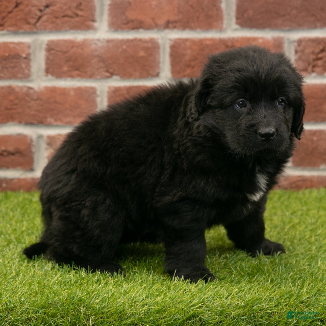 Newfoundland dogs for sale: Jewel - Ad 5