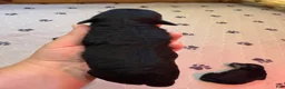 Mini Bernedoodle dogs for sale: Axel - Ad 3