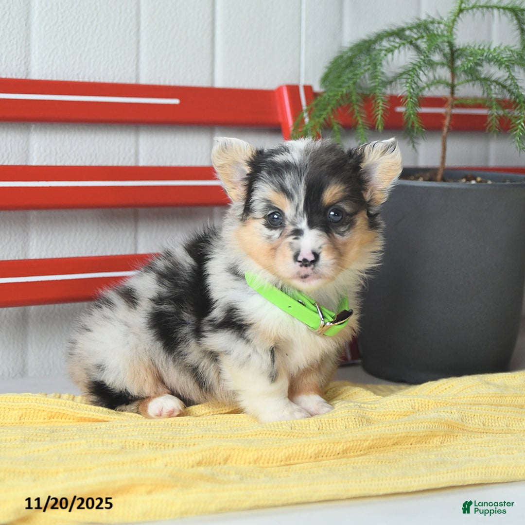 Welsh Corgi Pembroke dogs for sale: Fluffy Bubble Gum - Ad 8