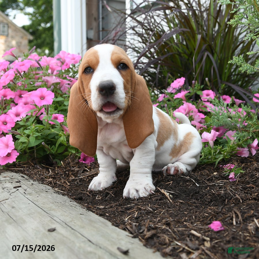 Basset Hound dogs Orlando - Ad 1