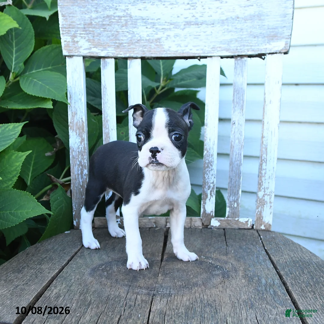 Boston Terrier dogs for sale: Catie - Ad 2