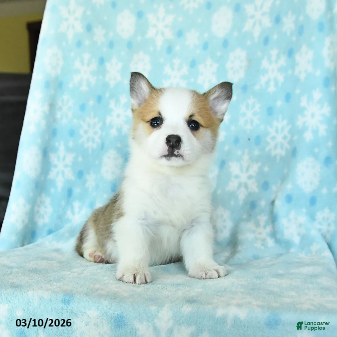 Welsh Corgi Pembroke dogs for sale: Champ  - Ad 2