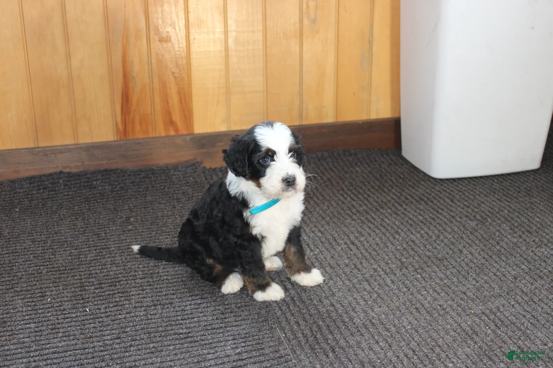 Bernedoodle dogs for sale: Shotgun - Ad 9