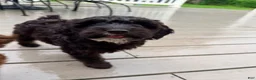 Mixed Breed dogs for sale: Madeline Female - Ad 2