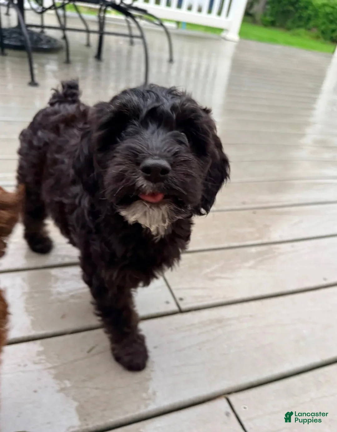 Mixed Breed dogs for sale: Madeline Female - Ad 2