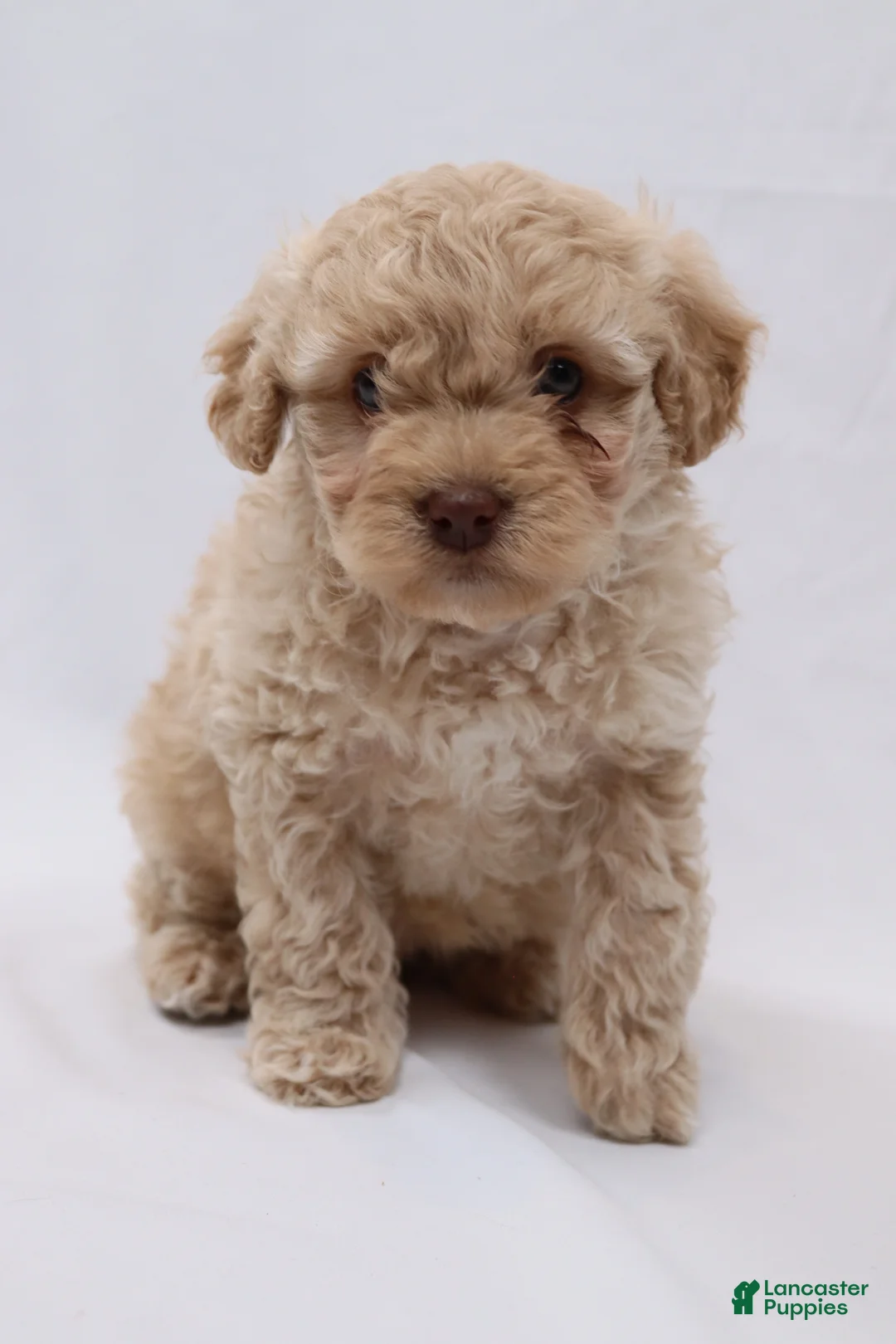 Cavapoo dogs for sale: Croissant - Ad 1