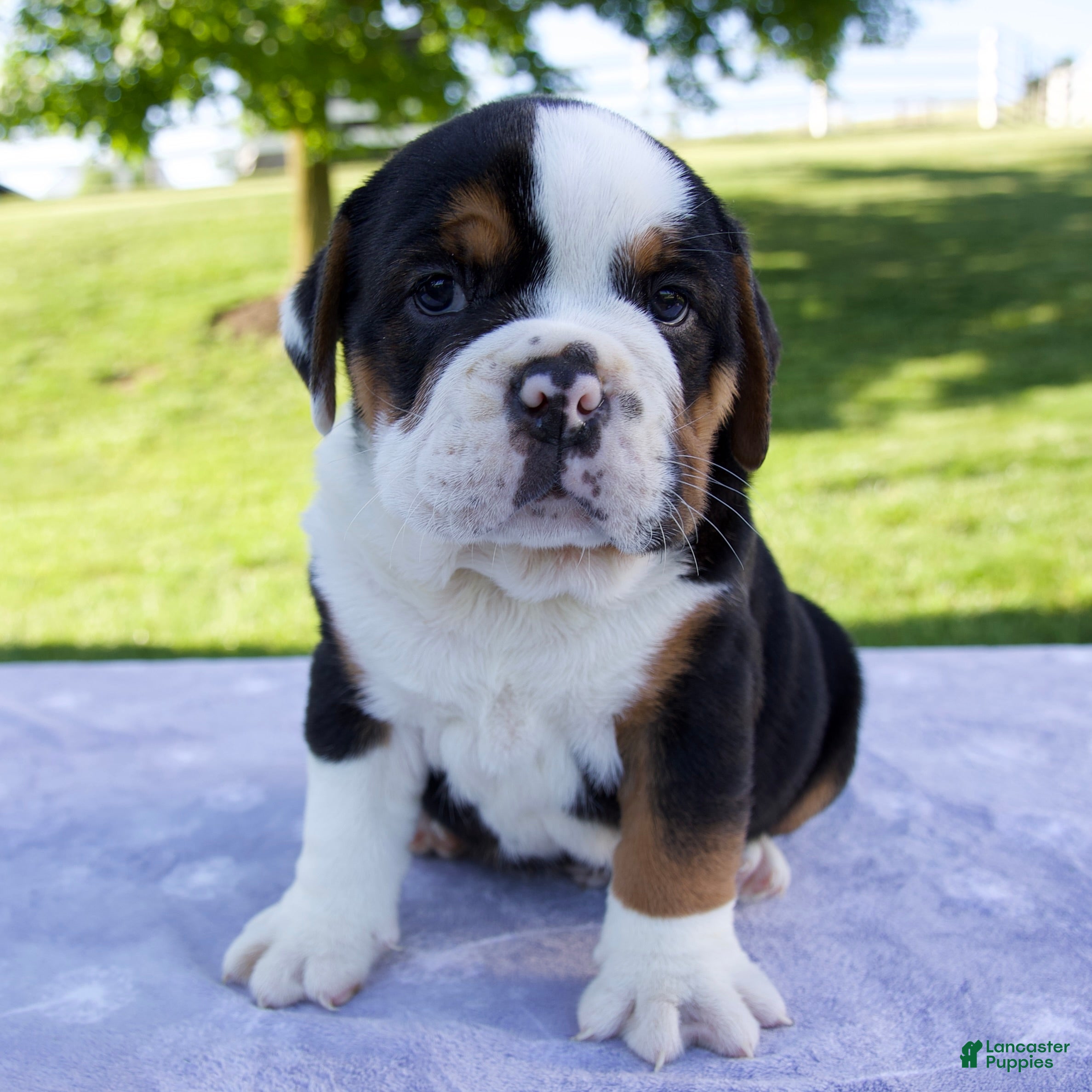 Beabull dogs for sale: Bruno - Ad 6