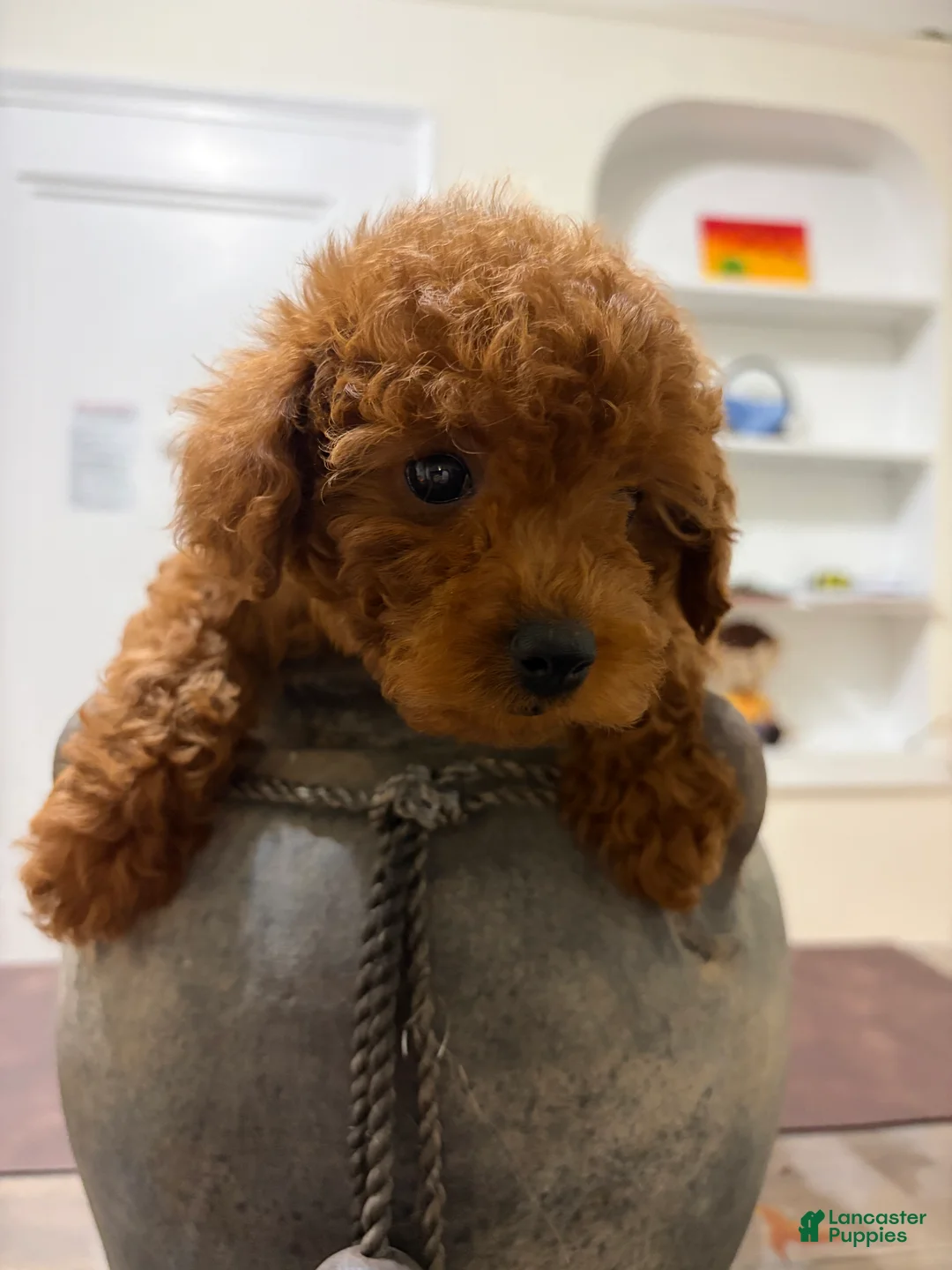 Toy Poodle dogs for sale: Jen - Ad 2