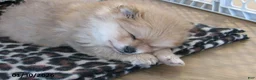 Pomeranian dogs for sale: Mandie - Ad 5