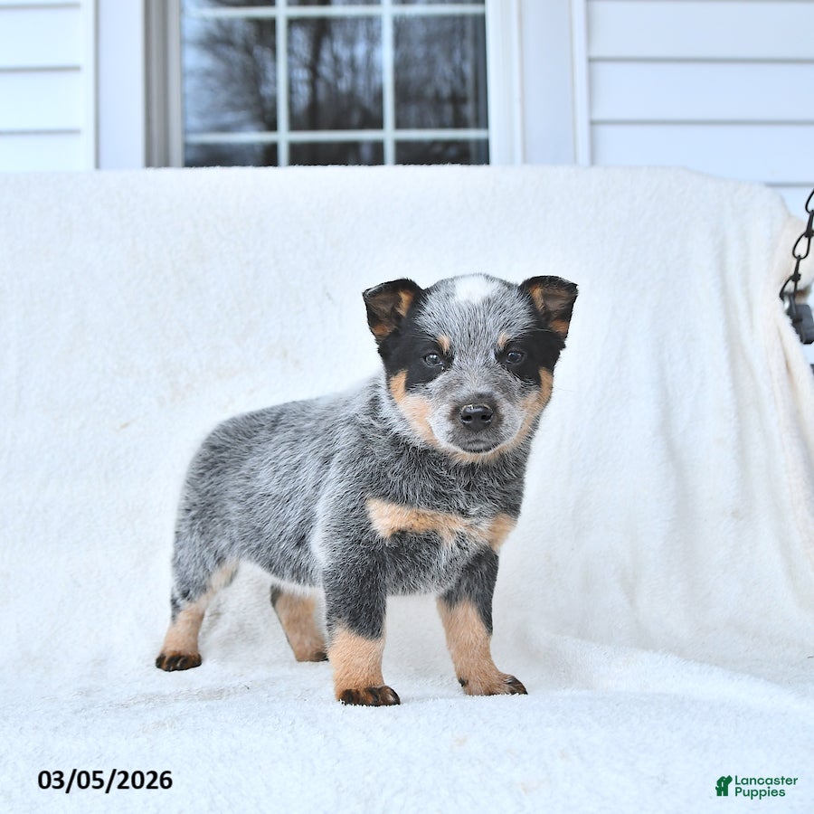 Australian Cattle Dog dogs Dexter - Ad 2
