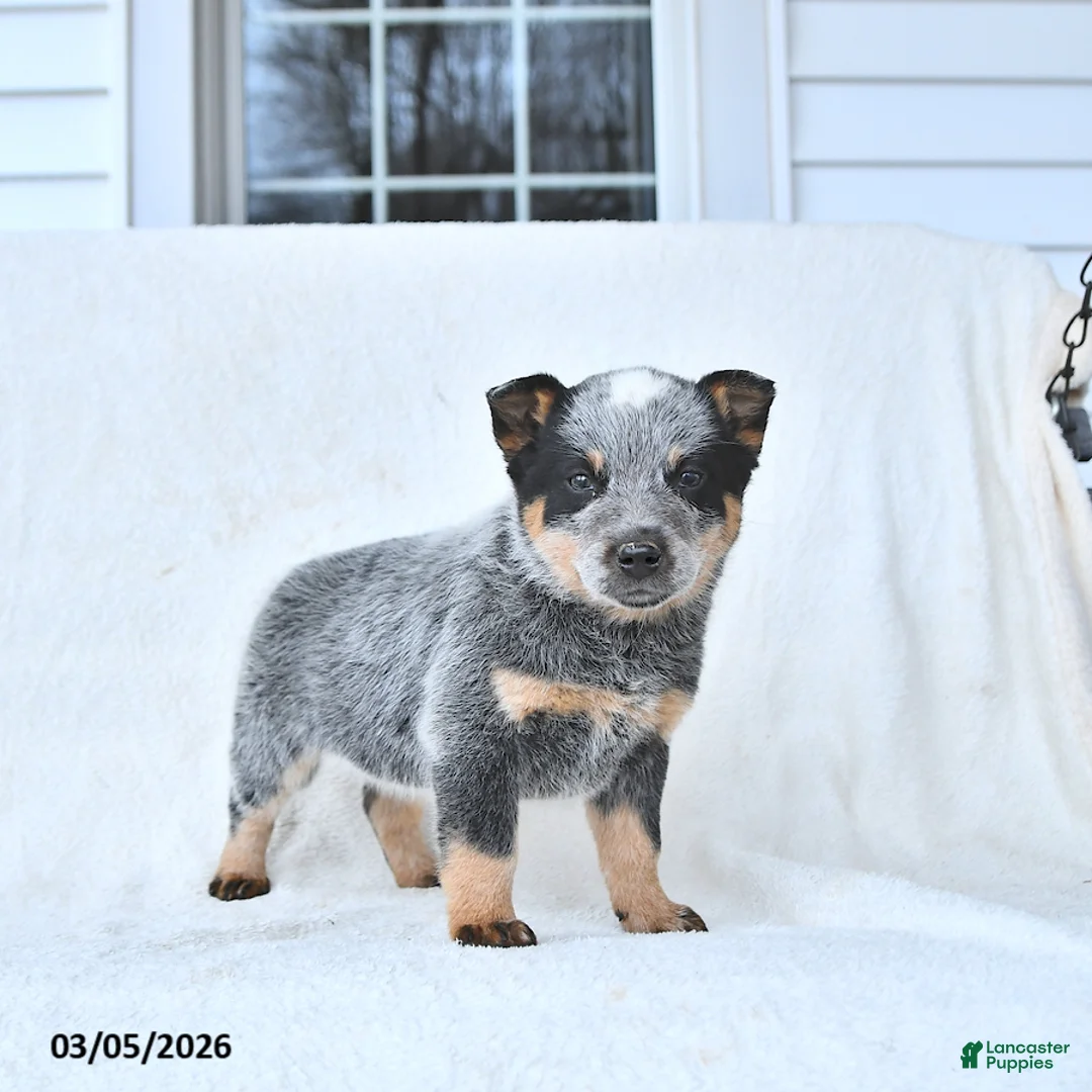 Australian Cattle Dog dogs for sale: Dexter - Ad 2