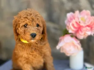 Goldendoodle dogs for sale: Miso - Ad 2
