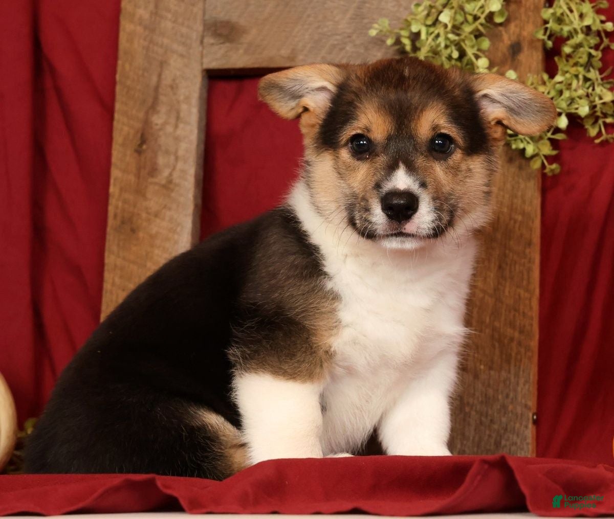 Welsh Corgi Pembroke dogs for sale: Trixie - Ad 2