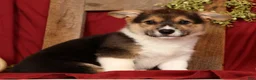 Welsh Corgi Pembroke dogs for sale: Trixie - Ad 2