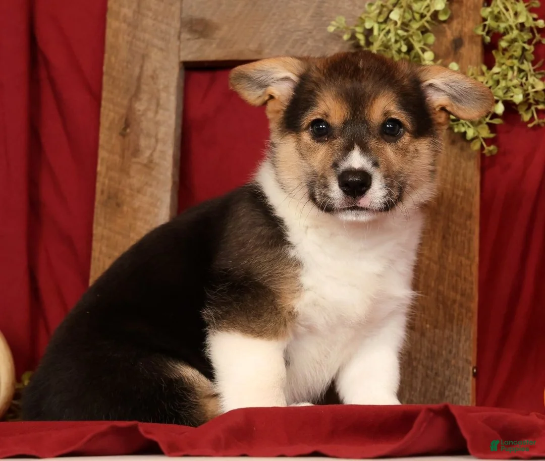 Welsh Corgi Pembroke dogs for sale: Trixie - Ad 2