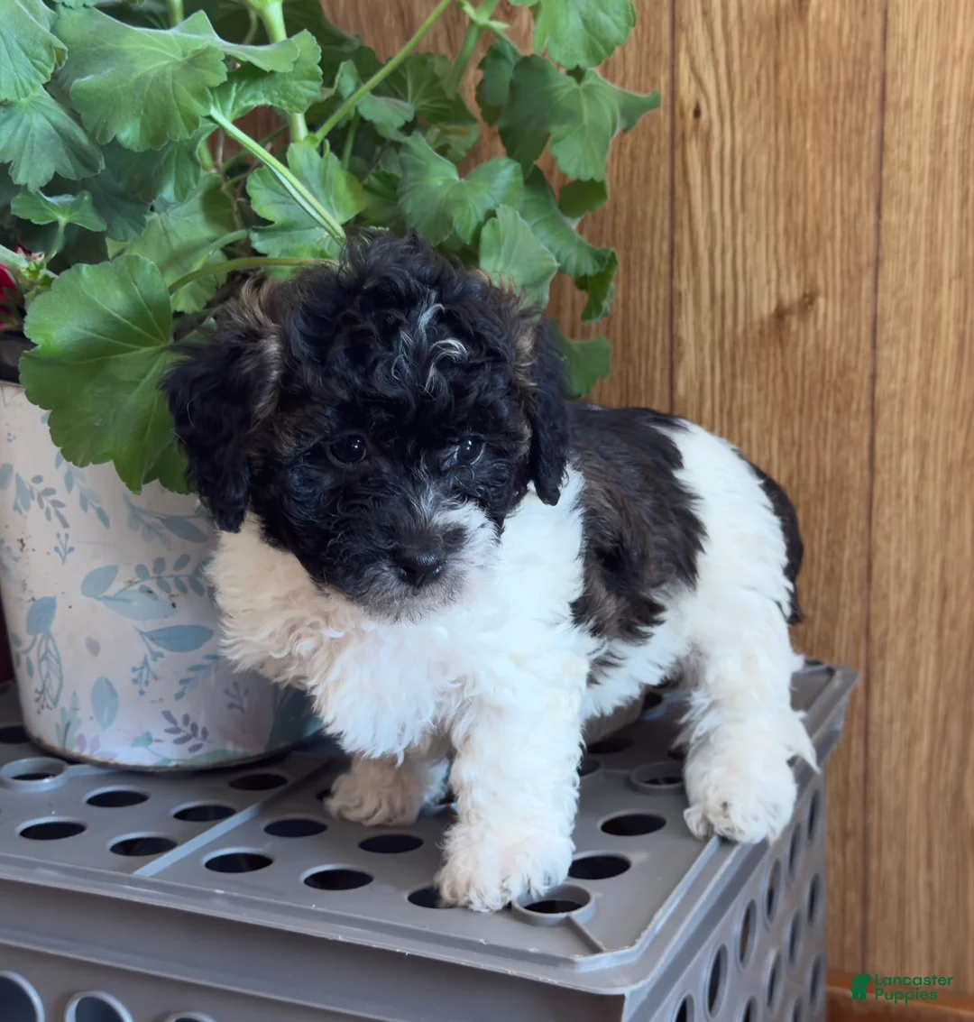 Bichpoo dogs for sale: Bandit - Ad 10