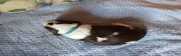 English Springer Spaniel dogs for sale: Mister Nat - Ad 2
