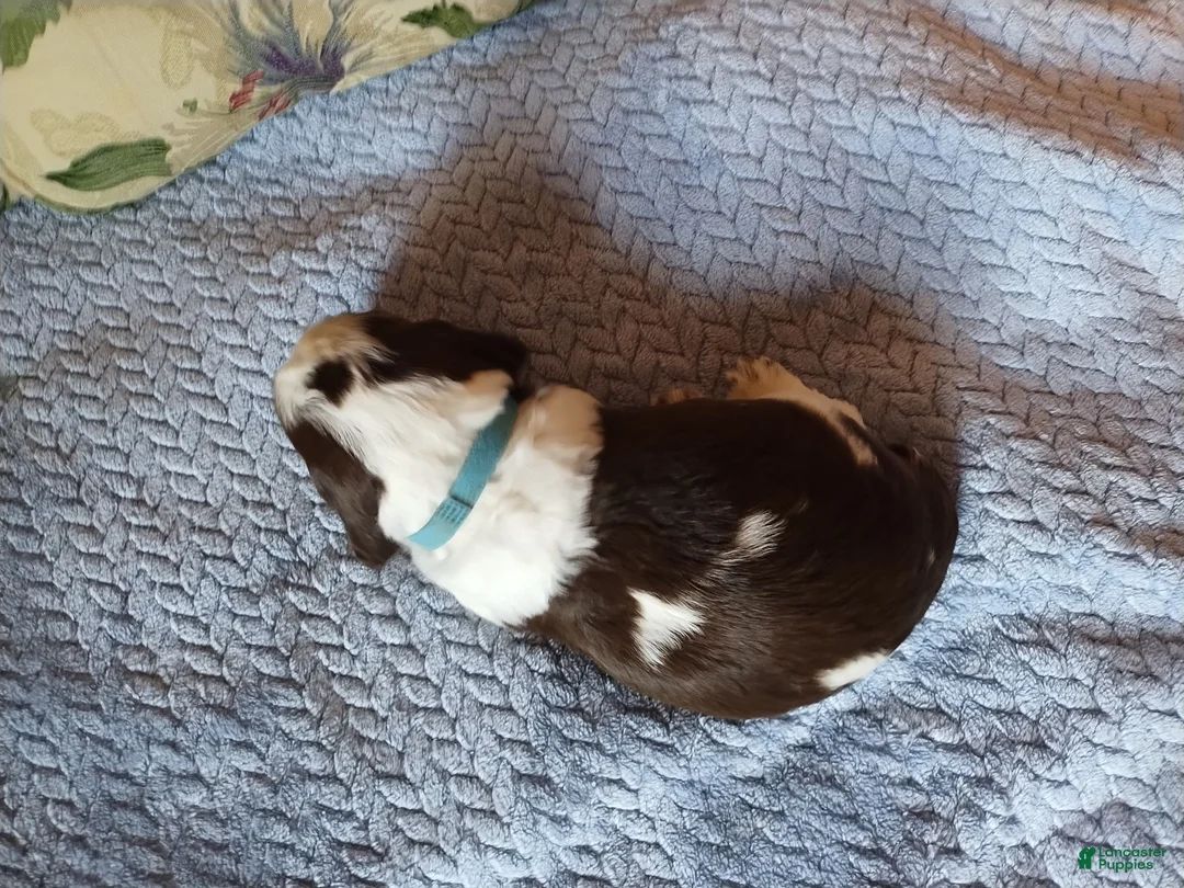English Springer Spaniel dogs for sale: Mister Nat - Ad 2