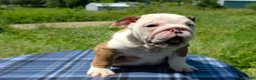 English Bulldog dogs for sale: Merle Female - Ad 11