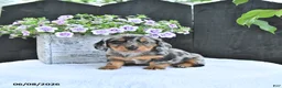 Dachshund dogs for sale: Asher - Ad 4