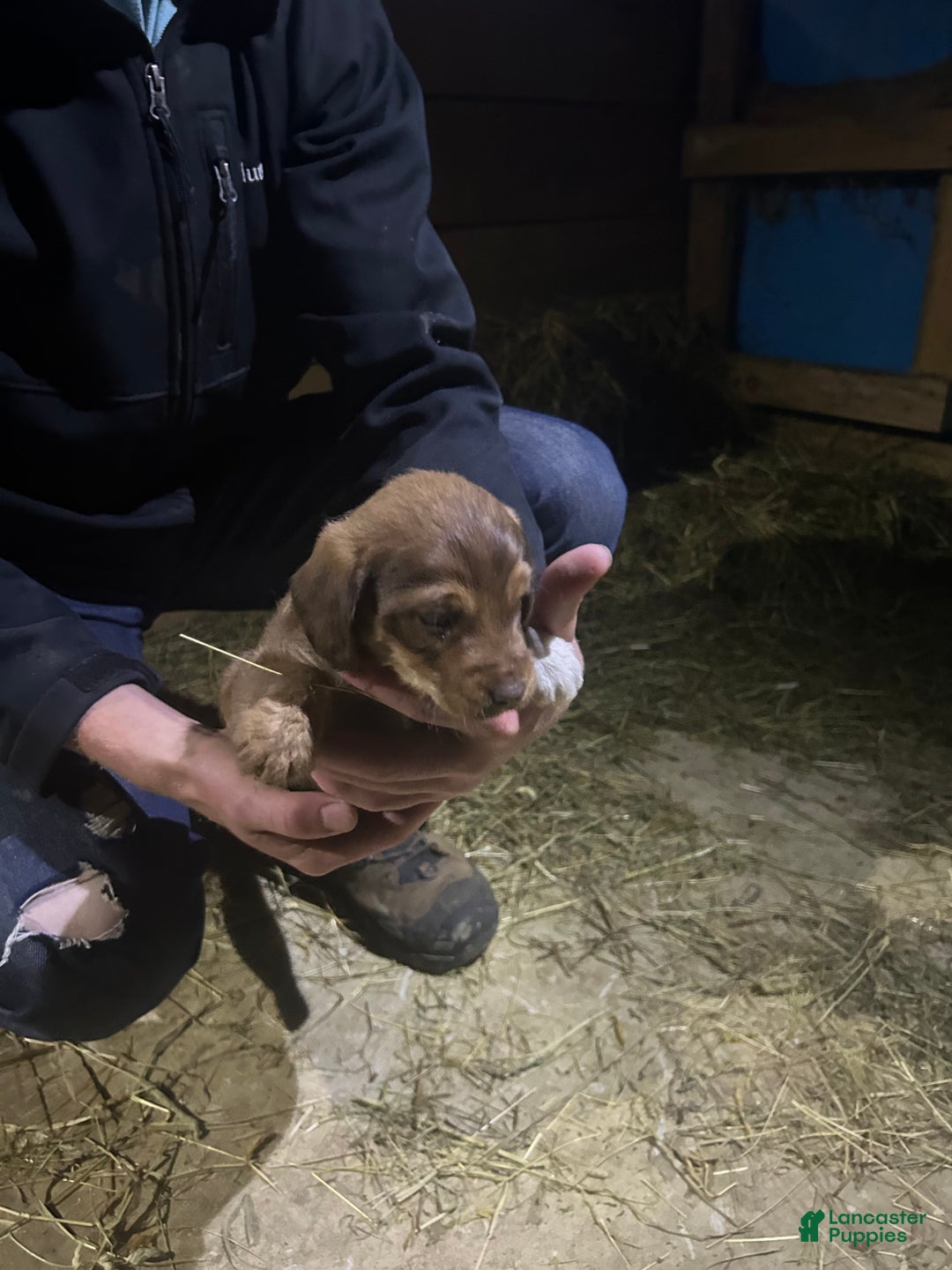 Jackapoo dogs for sale: Jackapoo Puppy 1 - Ad 4