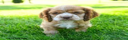 Cocker Spaniel dogs for sale: Folgers - Ad 5