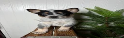 Australian Cattle Dog dogs for sale: Australian Cattle Dog Puppy 4 - Ad 6