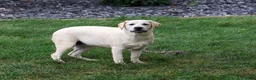 Labrador Retriever dogs for sale: Wanda - Ad 4