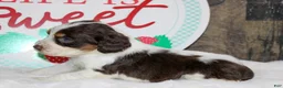 English Springer Spaniel dogs for sale: Calamity  - Ad 3