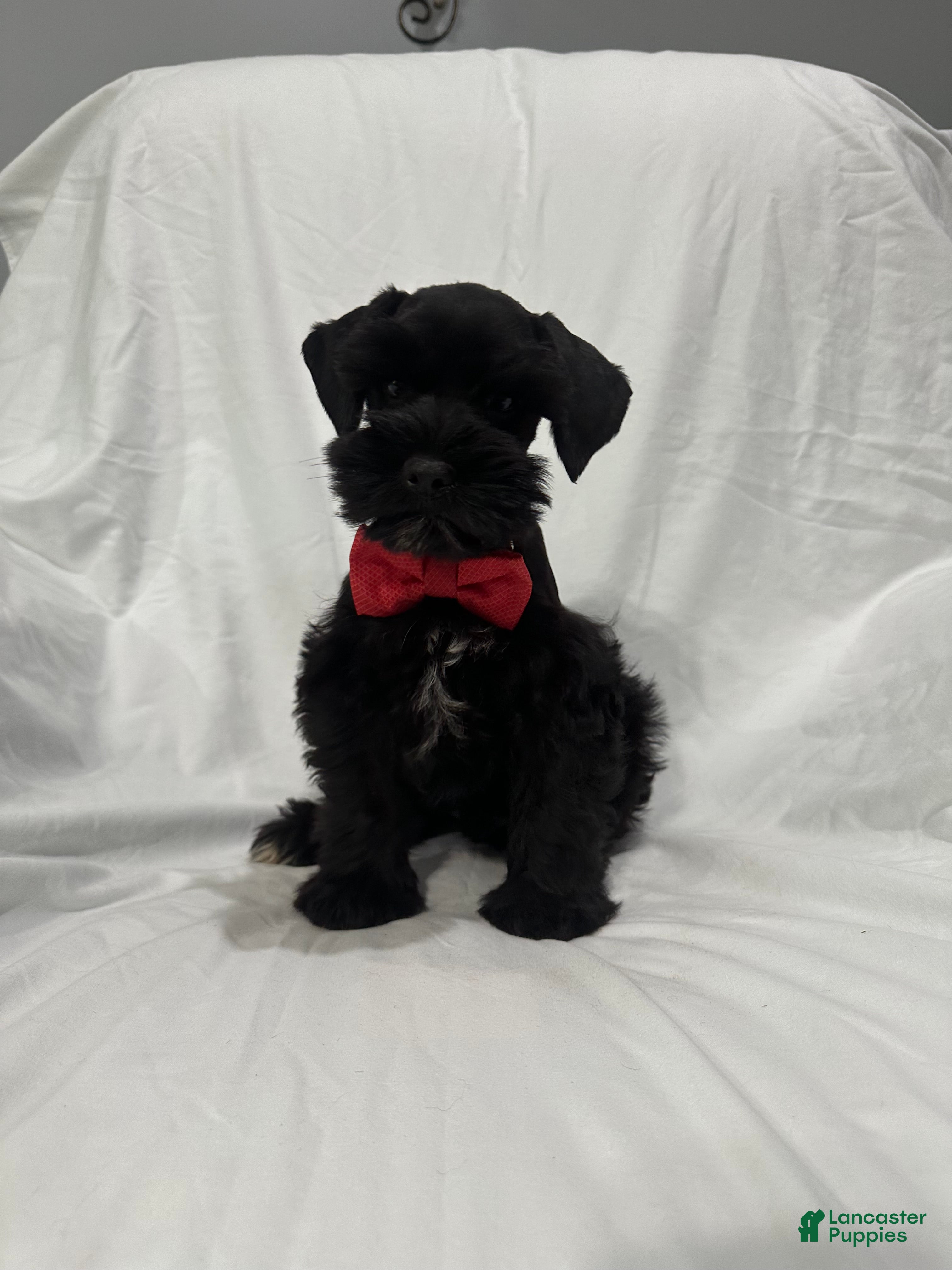 Miniature Schnauzer dogs Blake - Ad 2