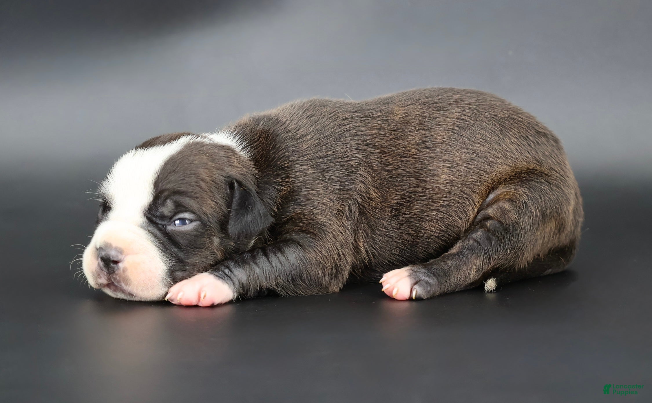 American Bully dogs Nyla - XL - ABKC - Ad 2