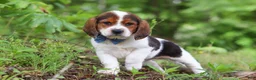 Beagle dogs for sale: Crew - Ad 5
