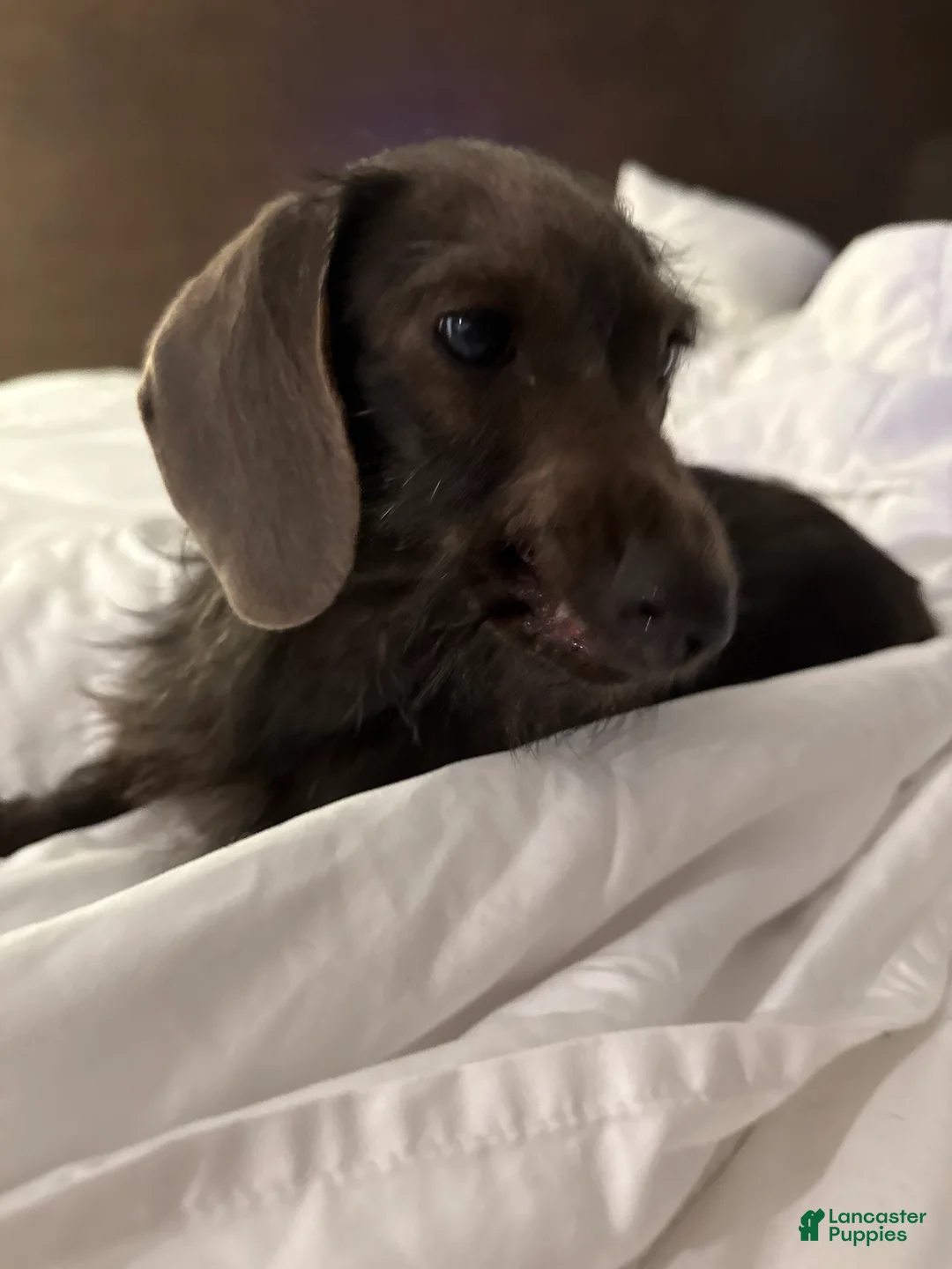 Miniature Dachshund dogs for sale: Miniature Dachshund Puppy 2 - Ad 3