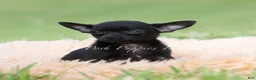 Chihuahua dogs for sale: Black cherry  - Ad 6