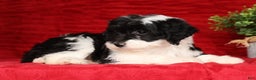 Mini Sheepadoodle dogs for sale: Sophia - Ad 7