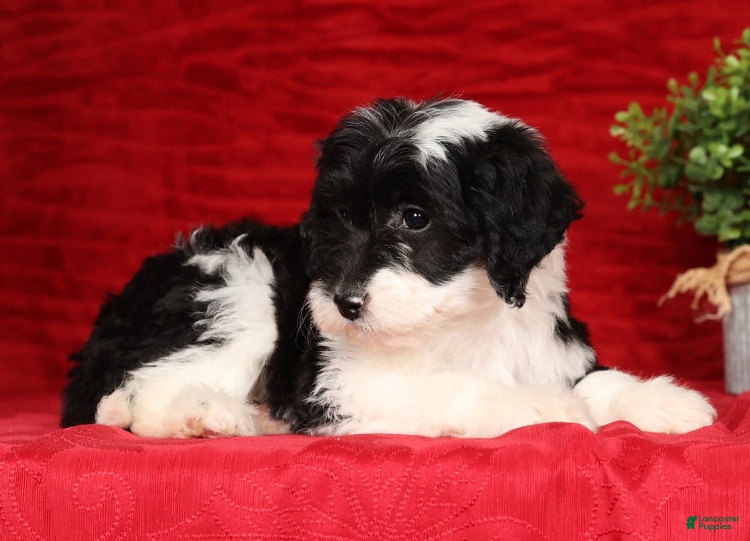 Mini Sheepadoodle dogs for sale: Sophia - Ad 7