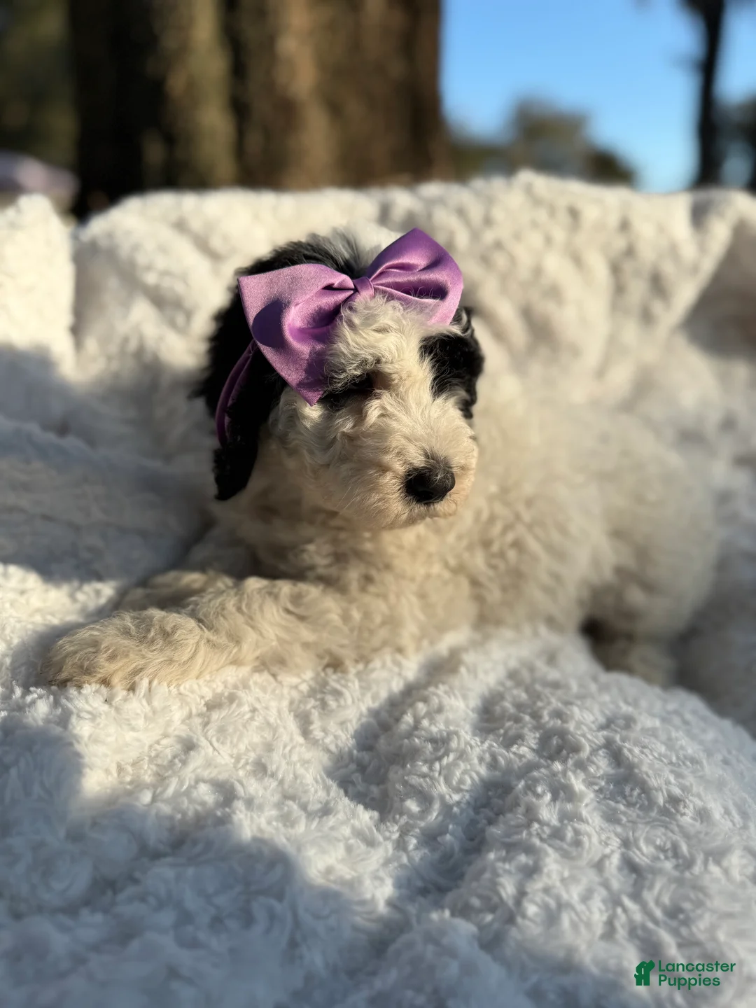 Sheepadoodle dogs for sale: Sheepadoodle Puppy 4 - Ad 1