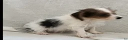 Mixed Breed dogs for sale: Toby - Ad 5