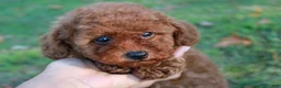 Toy Poodle dogs for sale: Percival - Ad 5