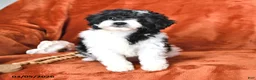 Mini Aussiedoodle dogs for sale: Sage - Ad 4